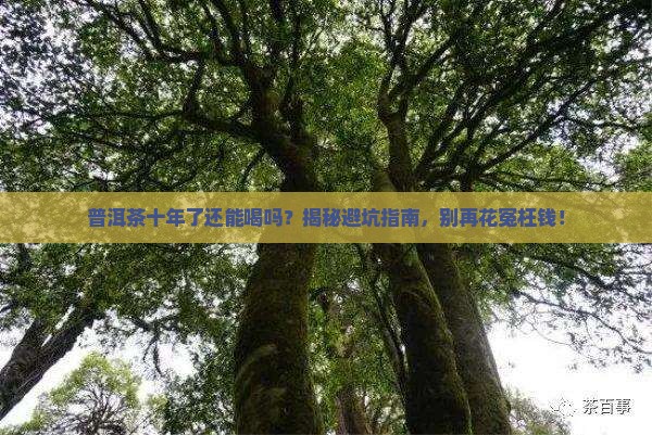 十年的普洱茶怎么辨别变质