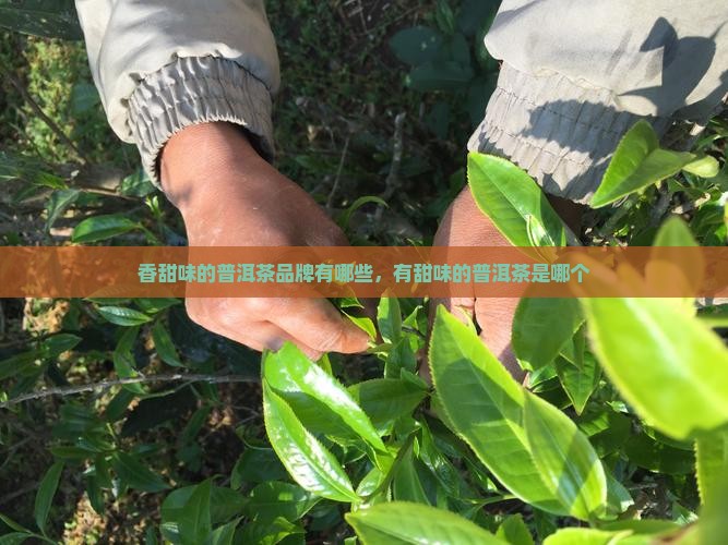香甜味的普洱茶品牌有哪些