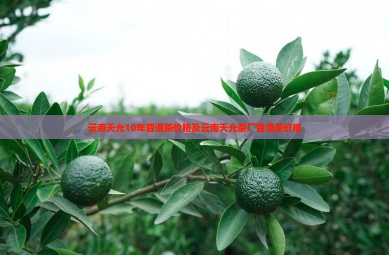 云南天允10年普洱茶价格 云南天允10年普洱茶价格