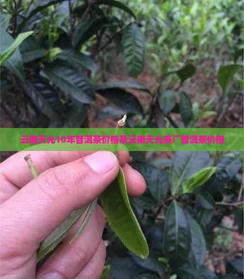 云南天允10年普洱茶价格 云南天允10年普洱茶价格