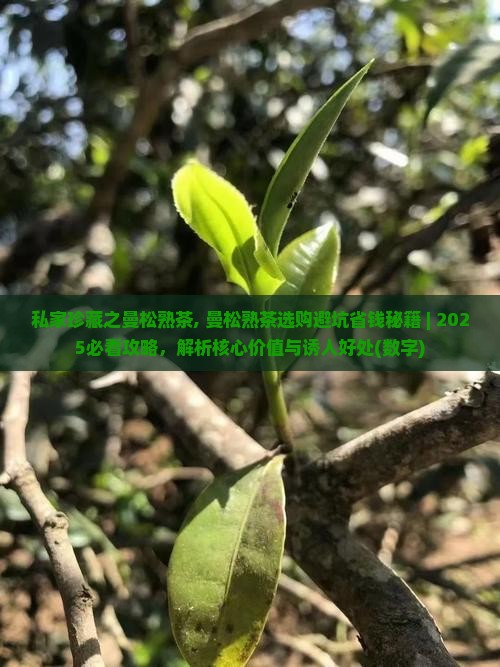私家珍藏之曼松熟茶