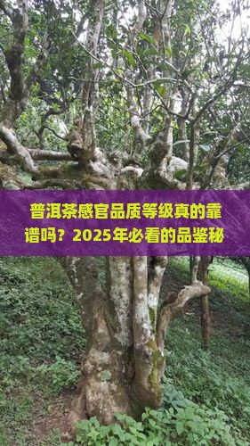 普洱茶感官品质等级