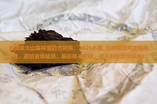 普洱茶大山森林里的古树茶