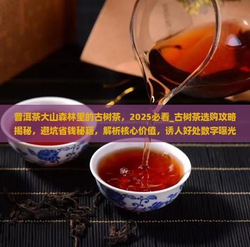 普洱茶大山森林里的古树茶