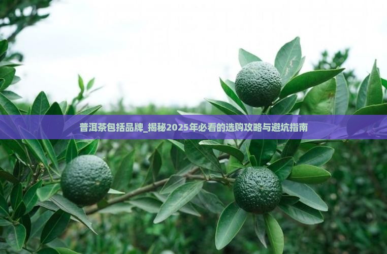 普洱茶包括品牌