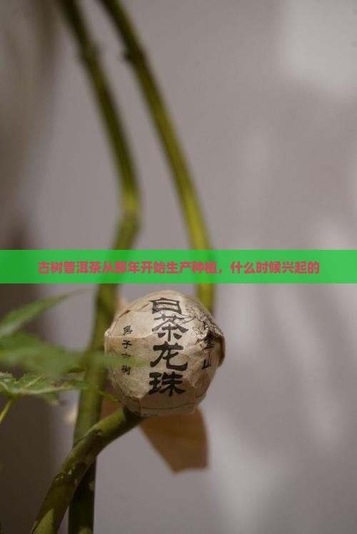 古树普洱茶从那年开始