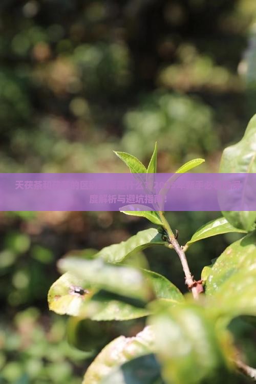 天茯茶和茯茶的区别