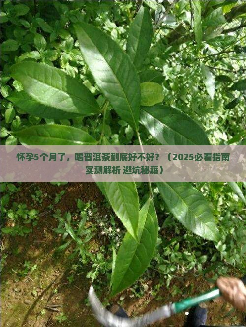 怀孕5个月喝点普洱茶好吗