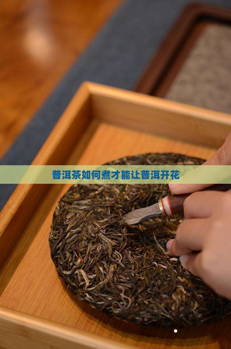 普洱茶怎么煮才能开花
