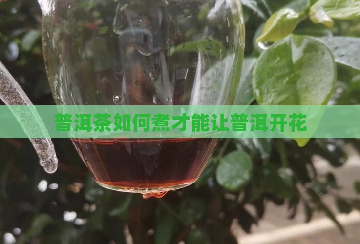 普洱茶怎么煮才能开花