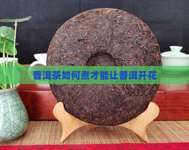普洱茶怎么煮才能开花