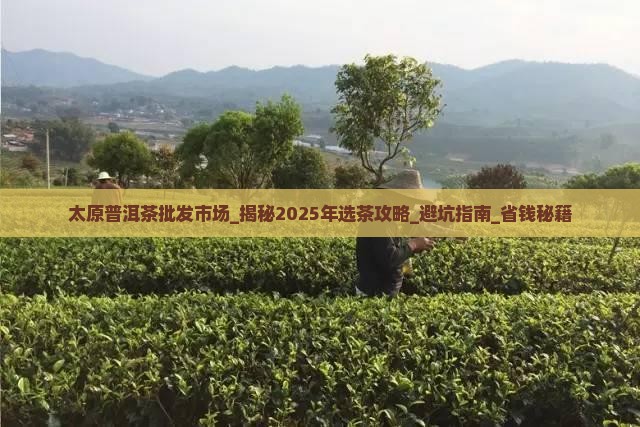 太原普洱茶批发市场