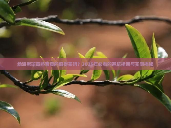 勐海老班章熟普好不好