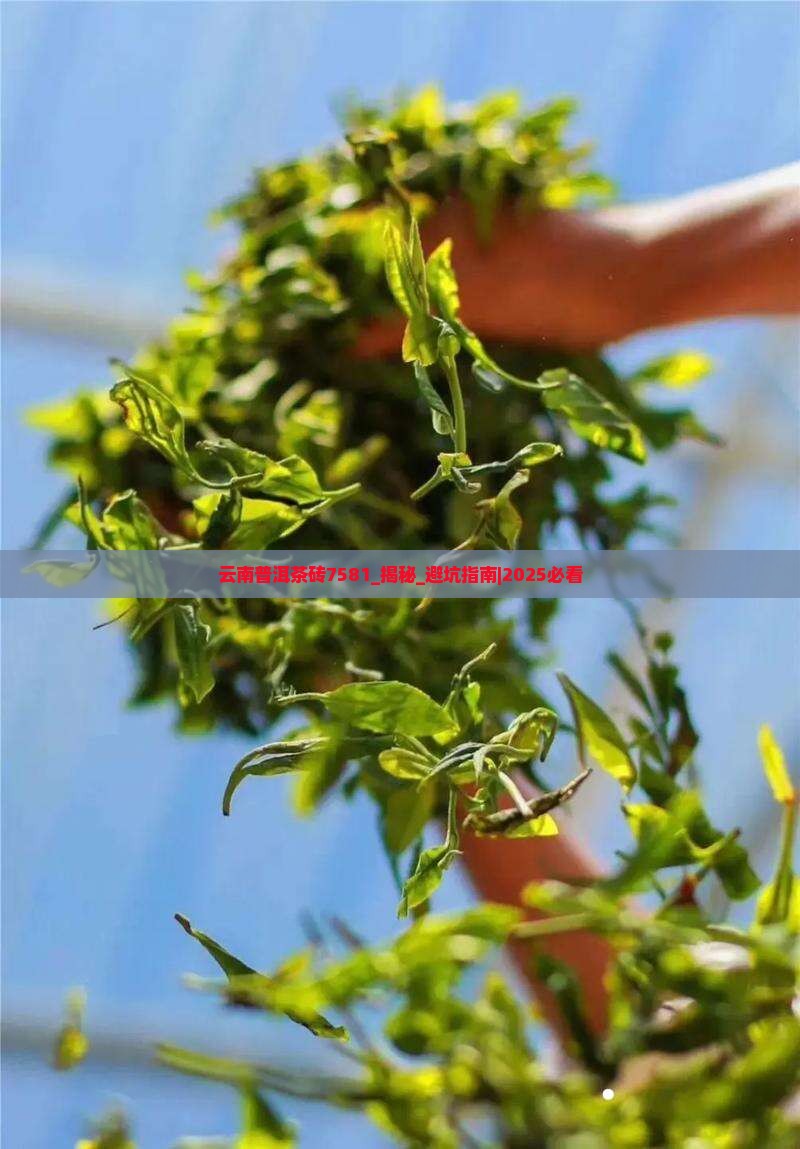 云南普洱茶砖7581介绍