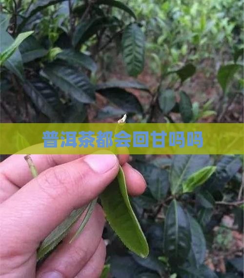 普洱茶都会回甘吗吗
