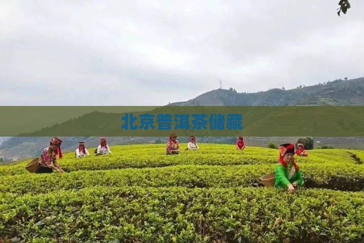 北京普洱茶储藏