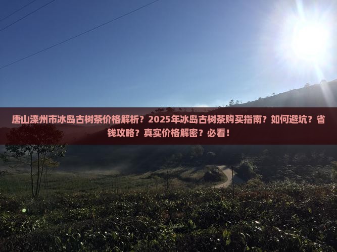 唐山滦州市冰岛古树茶价格