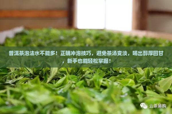 普洱茶泡法水不能多