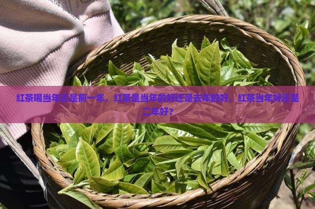 红茶喝当年还是前一年