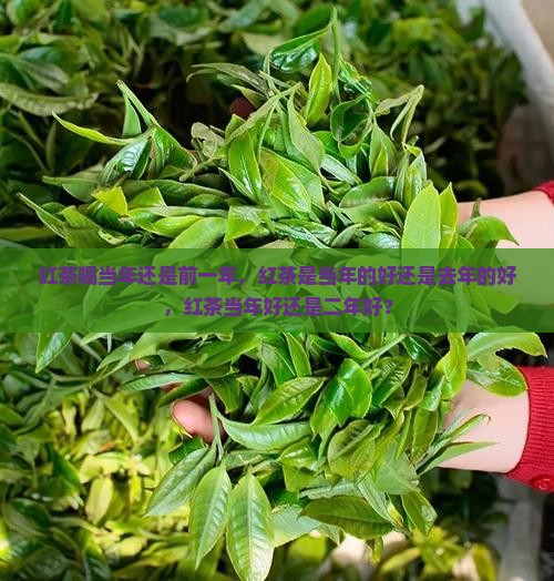 红茶喝当年还是前一年