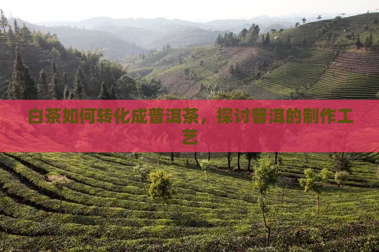 白茶能做成普洱茶吗