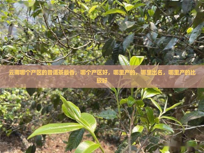 云南哪个产区的普洱茶最香