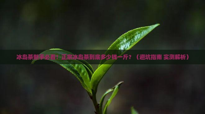 正宗冰岛茶一般多少钱一斤
