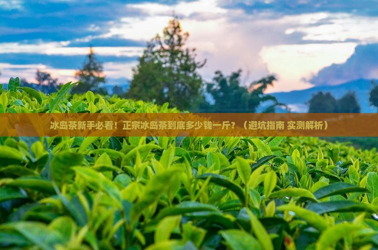 正宗冰岛茶一般多少钱一斤