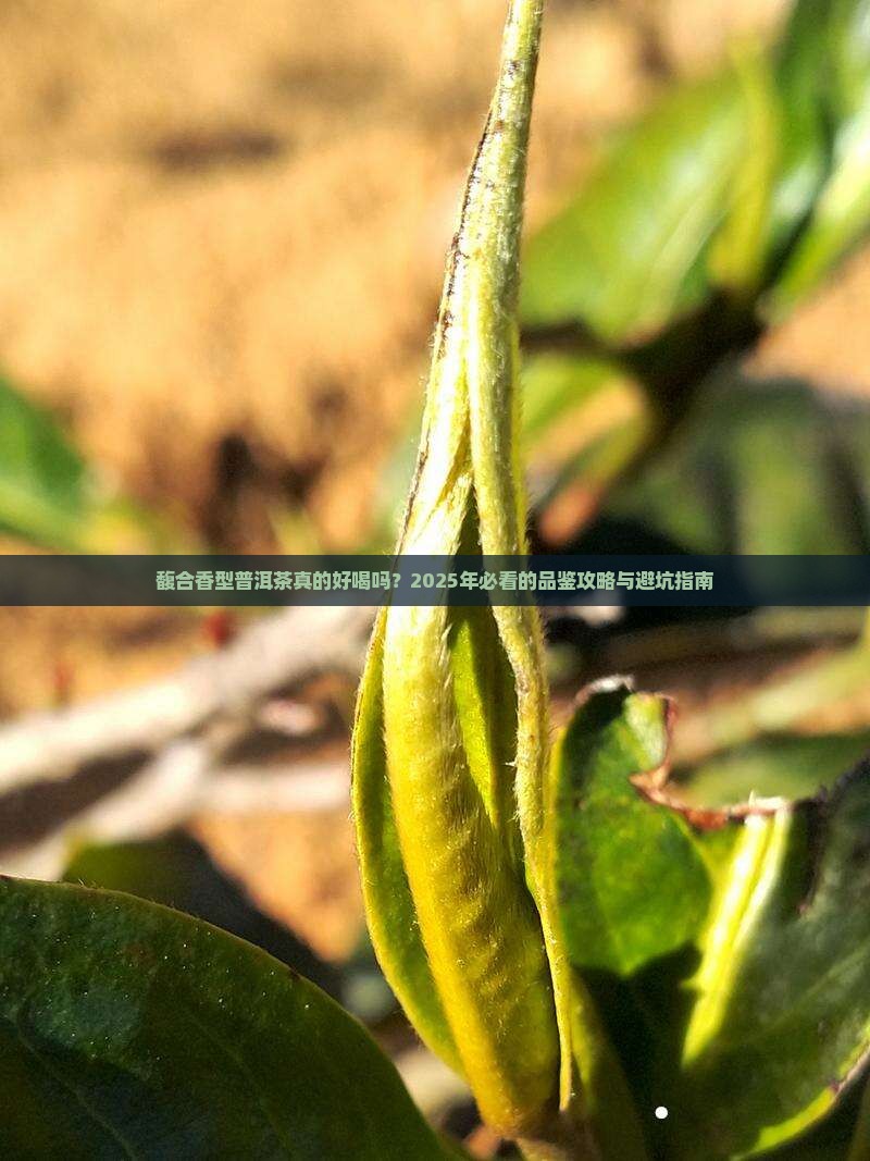 馥合香型普洱茶怎么样好喝吗