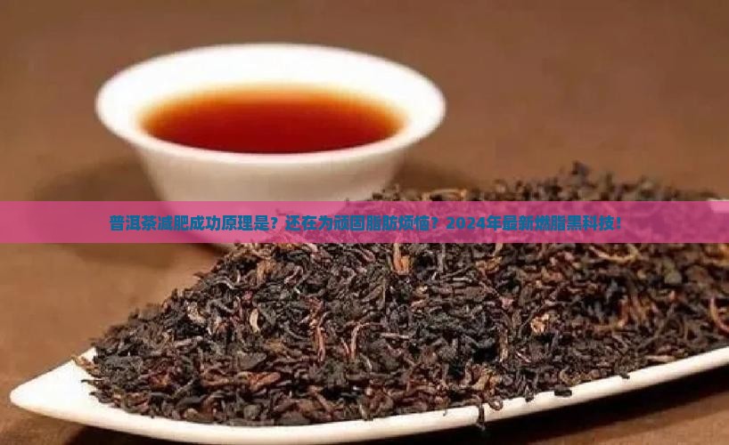 普洱茶减肥成功原理是