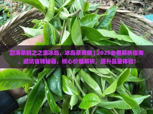 勐海茶韵之之滇冰岛