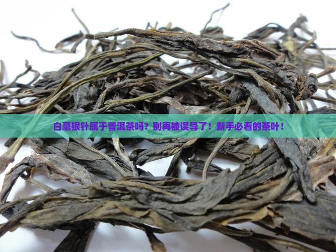 白毫银针属于普洱茶吗