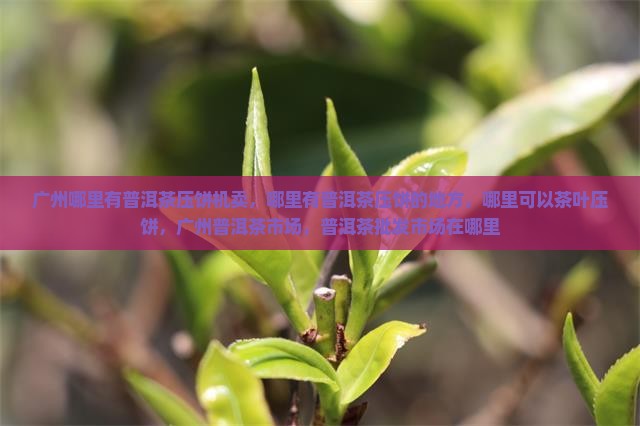 广州哪里有普洱茶压饼