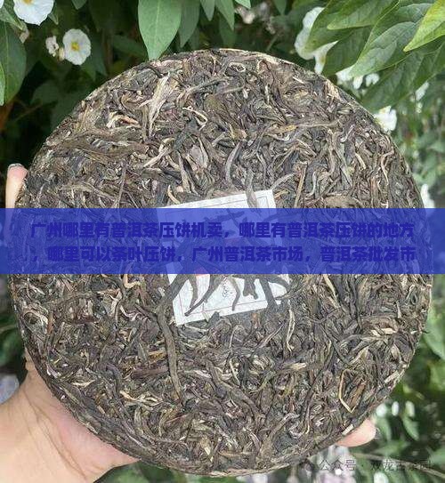 广州哪里有普洱茶压饼