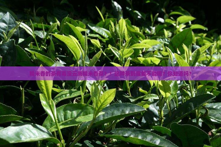 糯米香的茶有毒没云南糯米香茶