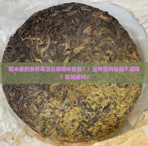 糯米香的茶有毒没云南糯米香茶