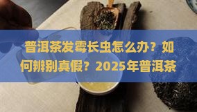 普洱茶发霉长虫