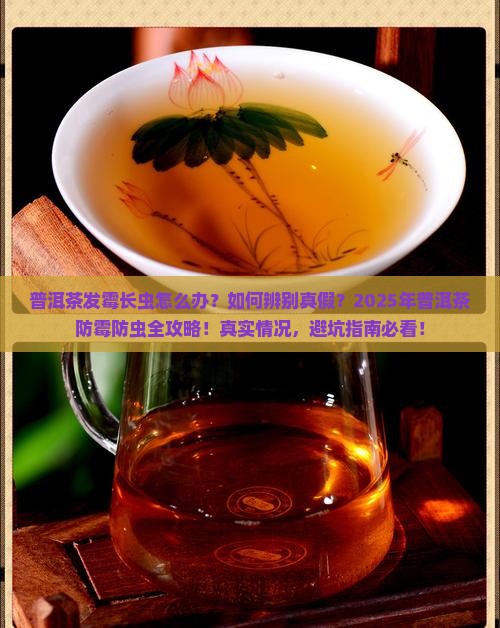 普洱茶发霉长虫