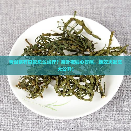 普洱茶有白蚁怎么治疗