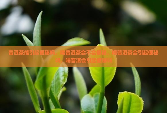 普洱茶能引起便秘