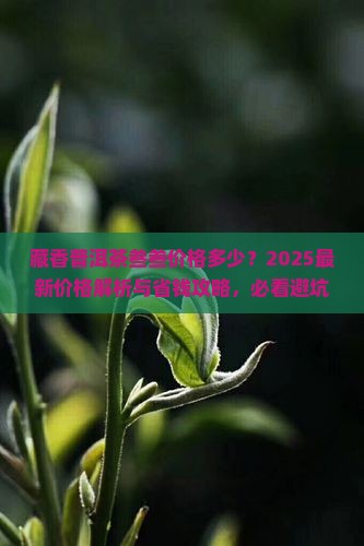 藏香普洱茶叁叁价格是多少