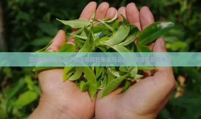 赢在中国马云点评普洱茶