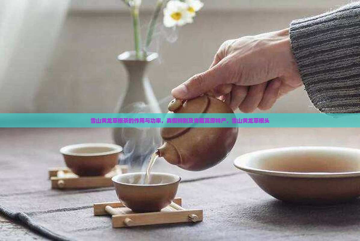 雪山黄龙草根茶的作用与功率