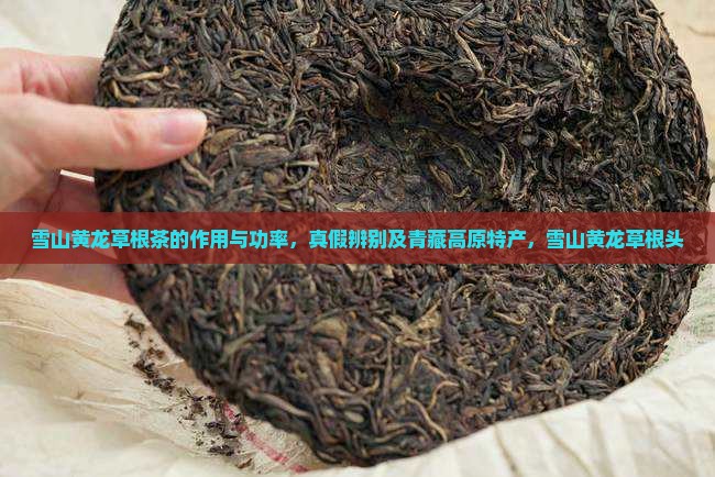 雪山黄龙草根茶的作用与功率