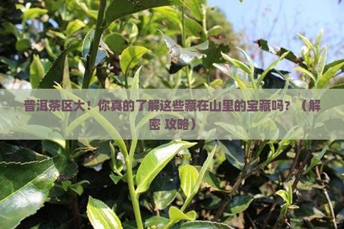普洱有哪些茶区
