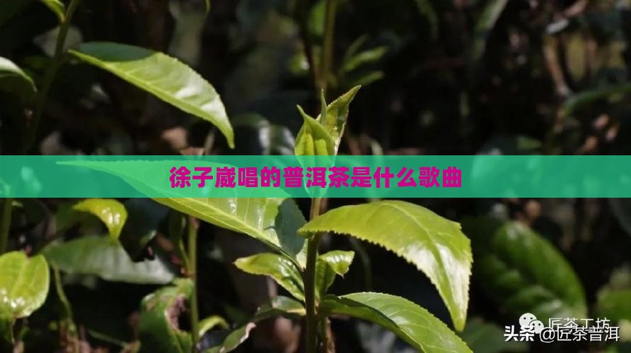 徐子崴唱的普洱茶