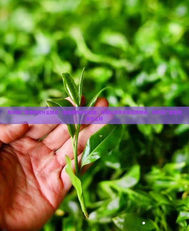 凤庆茶厂普洱茶有什么特点