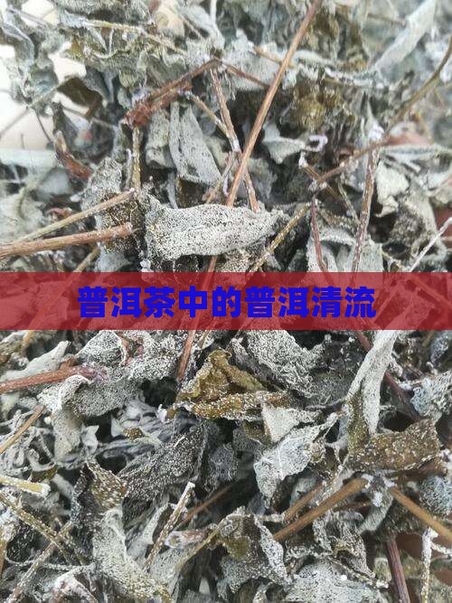 普洱茶界的一股清流
