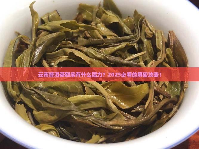云南普洱和普洱茶