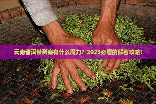 云南普洱和普洱茶
